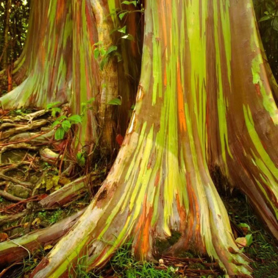 Rare Plant Seeds - 100pcs Rainbow Eucalyptus Hawaiian Seeds - Fast-Growing Tall Apple Landscape Tree - Perfect for Home