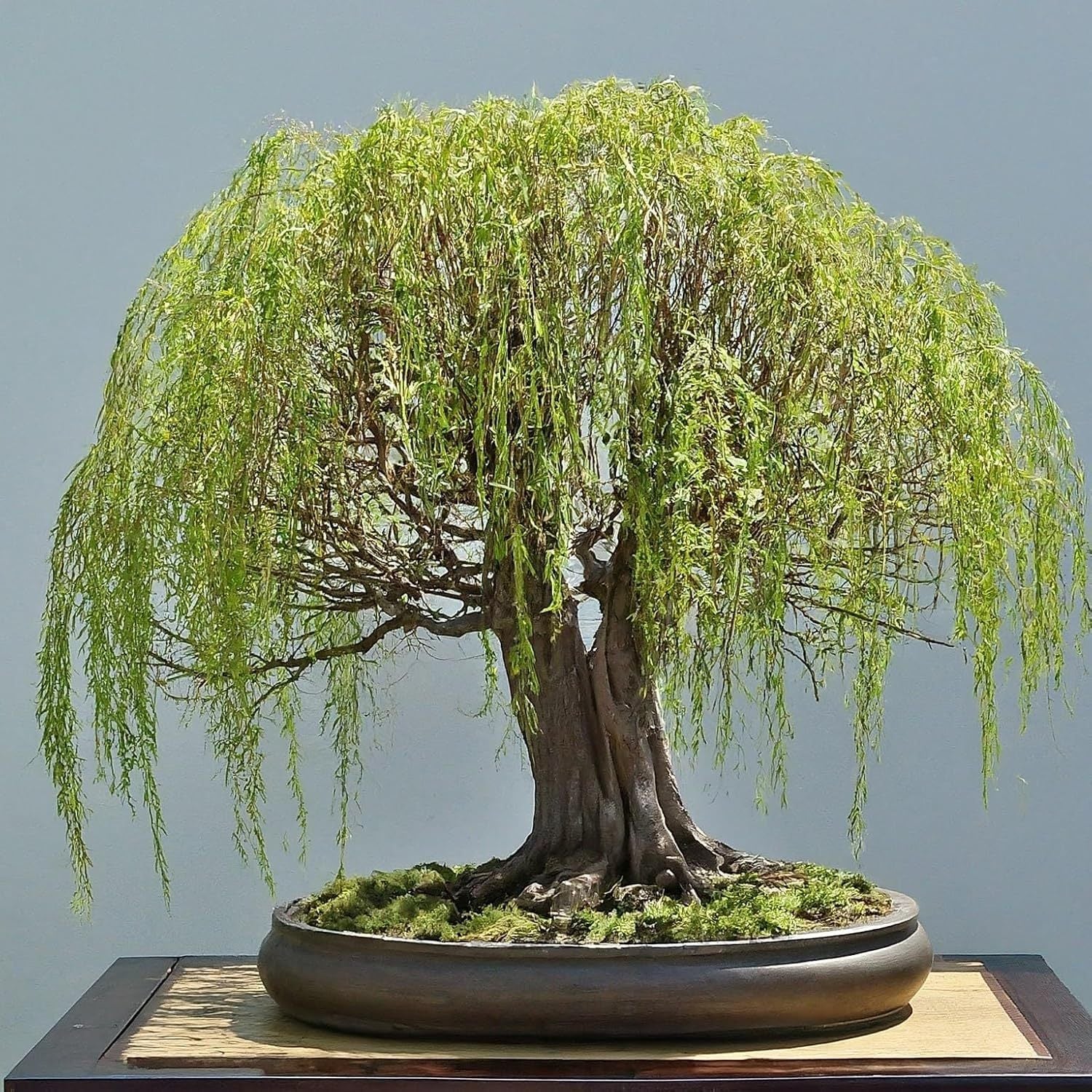 Weeping Bonsai Tree – Elegant Cascading Foliage with Mature Trunk – Indoor/Outdoor Decorative Plant - One Piece